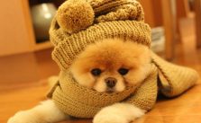 Com chegada do inverno, doenças respiratórias em pets aparecem com maior frequência e exigem muita atenção dos tutores 