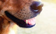 PET-DICAS: Cães detectam melhor a Covid-19 em humanos do que os testes rápidos