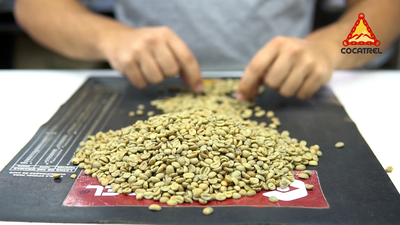 COCATREL: A questão da situação dos “cafés em análise”, que aparecem no extrato do cooperado