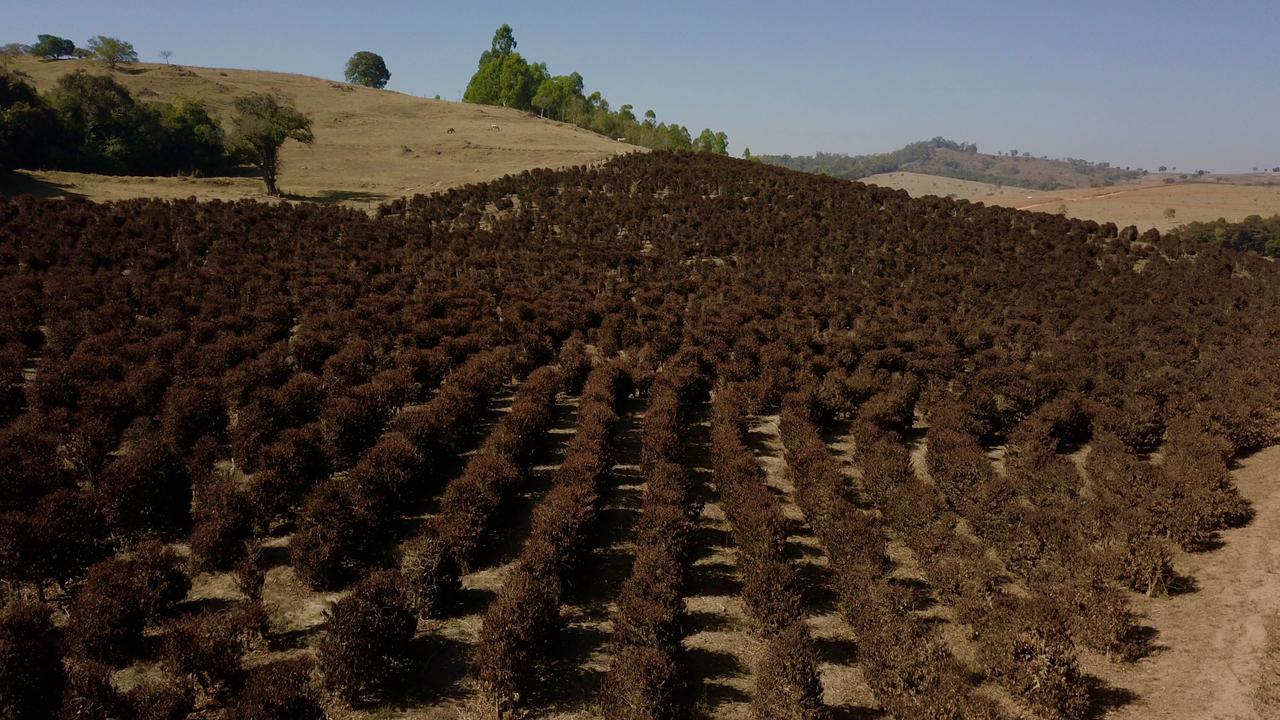 PREJUÍZOS: Prefeitura e Cocatrel se pronunciam após forte geada que atingiu lavouras