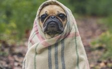 PET-DICAS: Cachorro sente frio? Dicas para baixas temperaturas