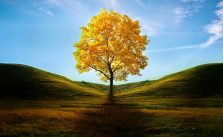 TRÊS PONTAS: TERRA DA MÚSICA, DA FÉ, DO CAFÉ… E OS IPÊS AMARELOS