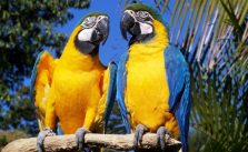 Governo cria programa de resgate da fauna silvestre