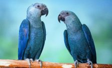 Conheça 5 dos principais animais em extinção