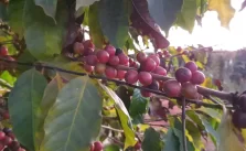 Estimativa de colheita de café em Minas Gerais cai quase 20% por causa de problemas climáticos