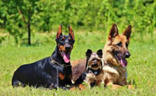 MUNDO PET: Displasia coxofemoral causa dores e prejudica qualidade de vida de cães