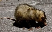 PLANTÃO CONEXÃO: REPORTAGEM SE DEPARA COM ANIMAL SILVESTRE FERIDO E ACIONA CORPO DE BOMBEIROS
