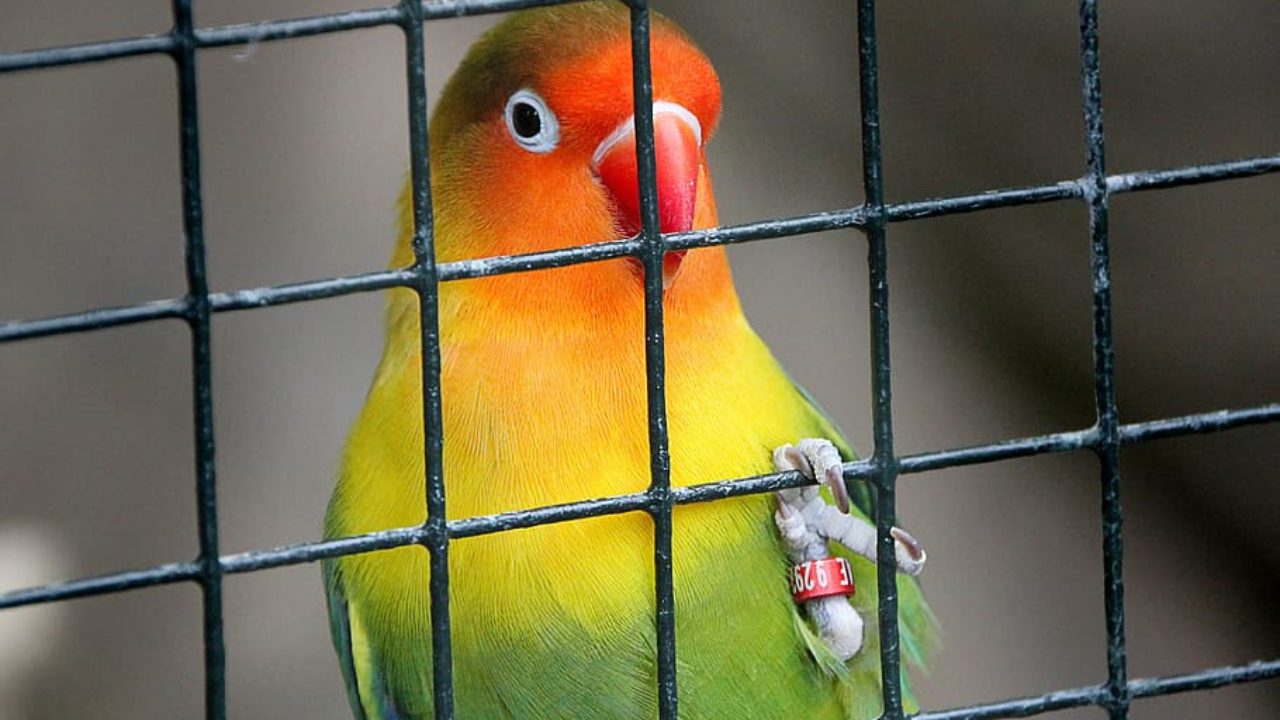 PÁSSAROS ENJAULADOS QUE CANTAM Por Nilson Lattari