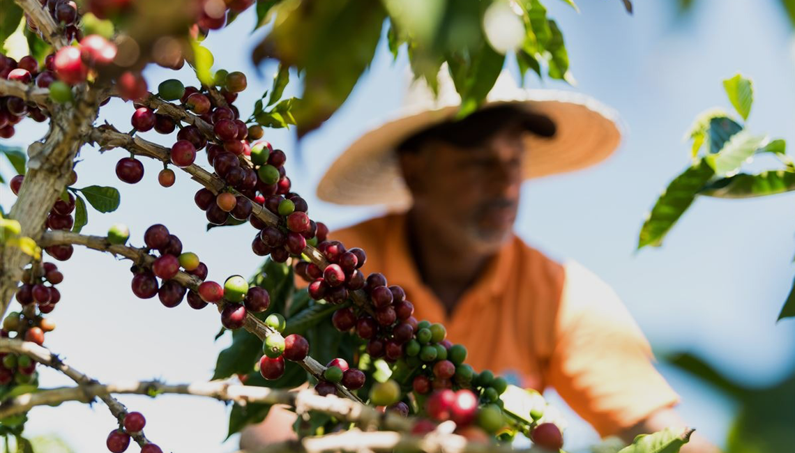 Cocatrel lança projeto inovador de descarbonização na cadeia do café, com expectativa de atrair mais de R$ 1 bilhão em investimentos