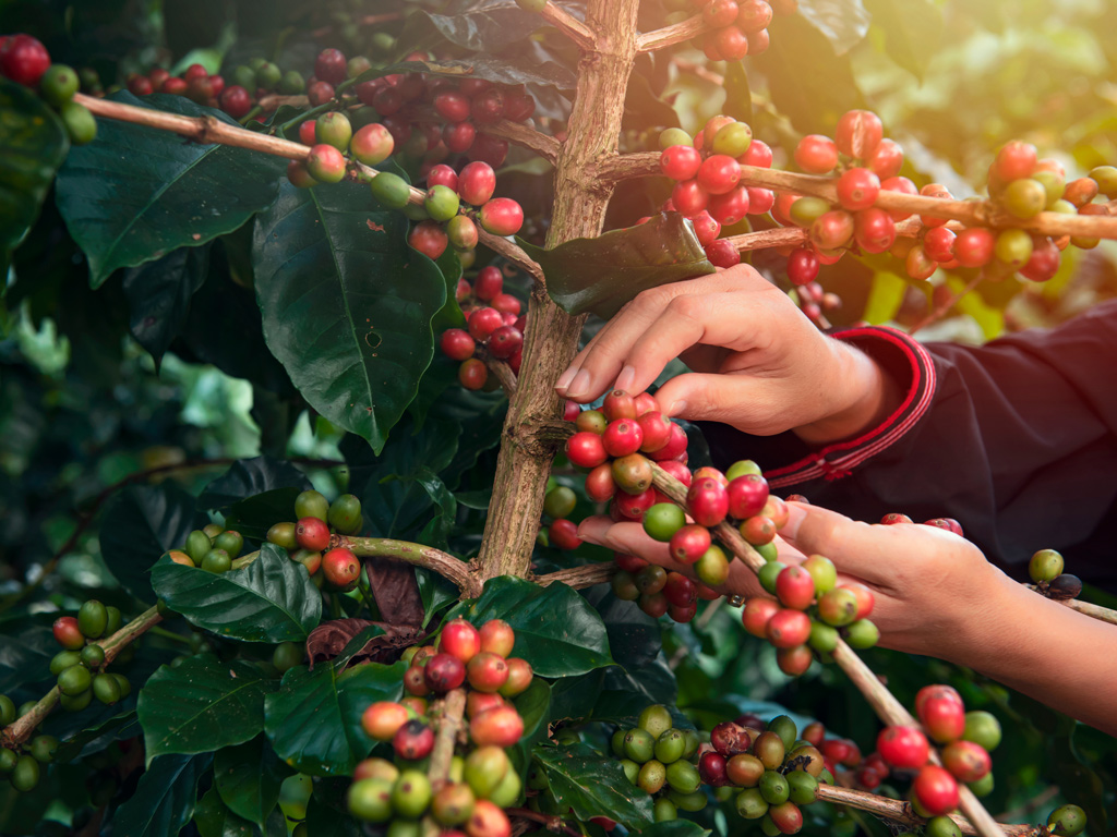 CHUVA E FRIO PODEM DEIXAR O CAFÉ MAIS CARO