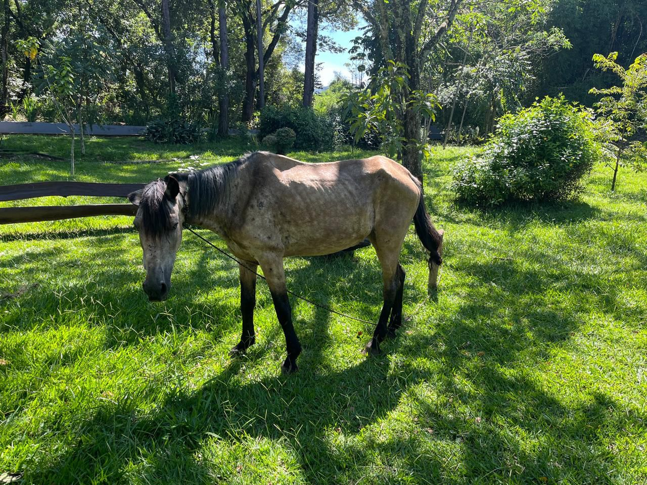 BOAS NOTÍCIAS: ‘ÉGUA ‘ESPERANÇA’, BRUTALMENTE AGREDIDA, ESTÁ SE RECUPERANDO EM CLÍNICA E SERÁ ADOTADA
